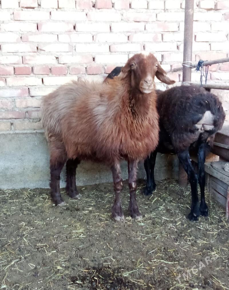 Gissar Goýunlar Semiz Bakyda - Gökdepe - img 6