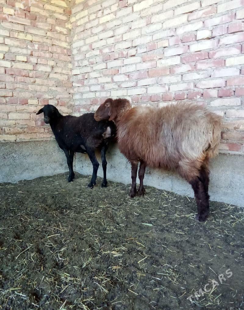 Gissar Goýunlar Semiz Bakyda - Gökdepe - img 9