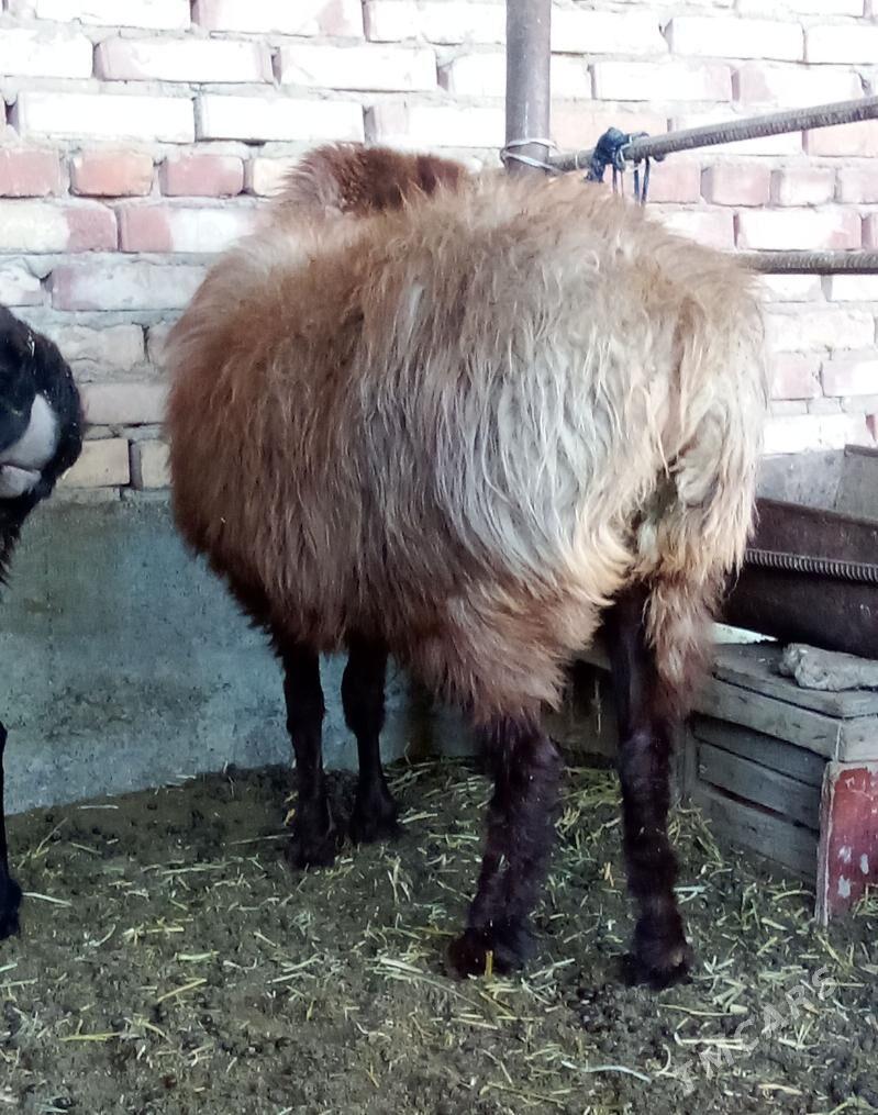Gissar Goýunlar Semiz Bakyda - Gökdepe - img 4