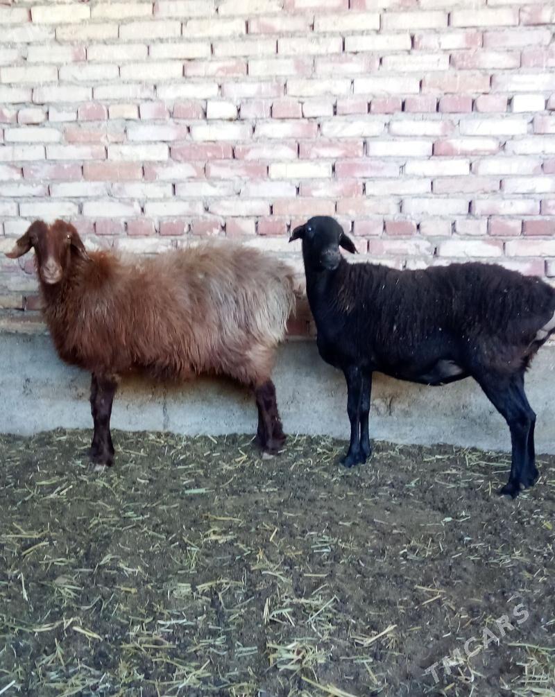 Gissar Goýunlar Semiz Bakyda - Gökdepe - img 3
