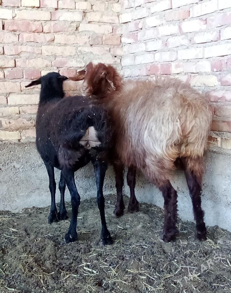 Gissar Goýunlar Semiz Bakyda - Gökdepe - img 10