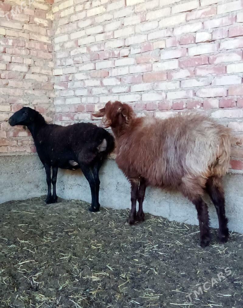 Gissar Goýunlar Semiz Bakyda - Gökdepe - img 2