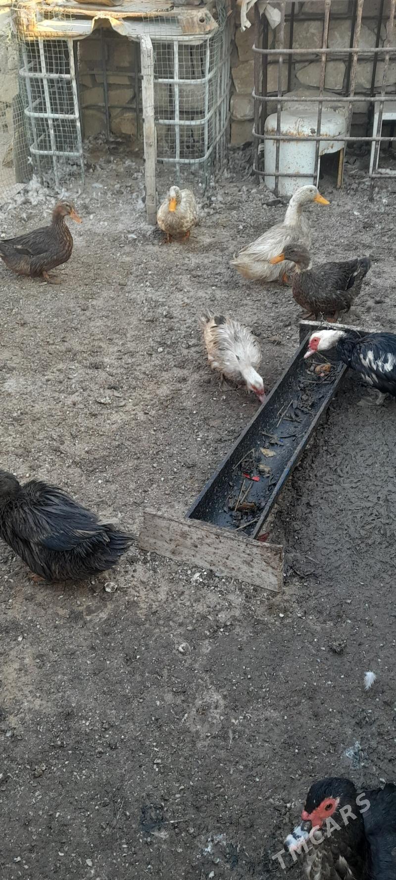 Ордек - Туркменбаши - img 1