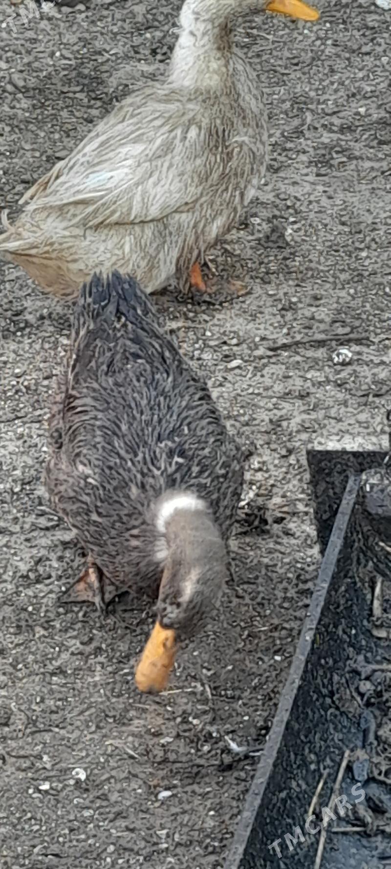 Ордек - Туркменбаши - img 3