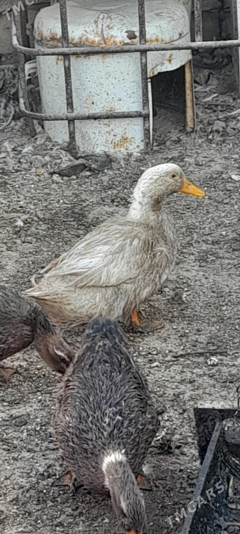 Ордек - Туркменбаши - img 2