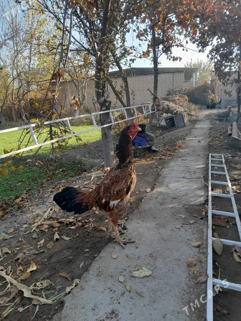 Horaz - Sakar - img 2