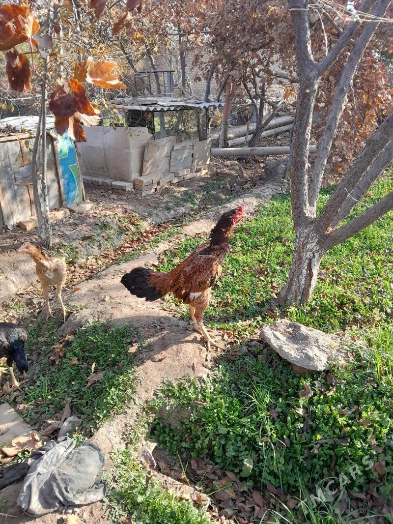 Horaz - Sakar - img 6