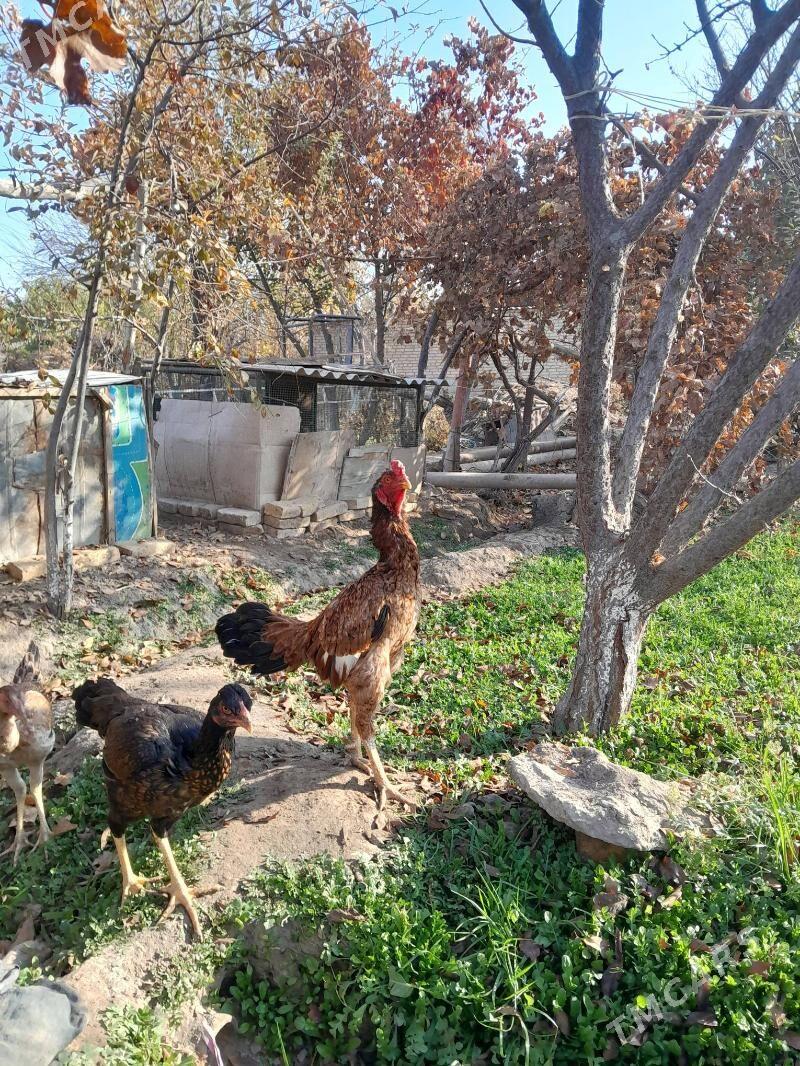 Horaz - Sakar - img 5