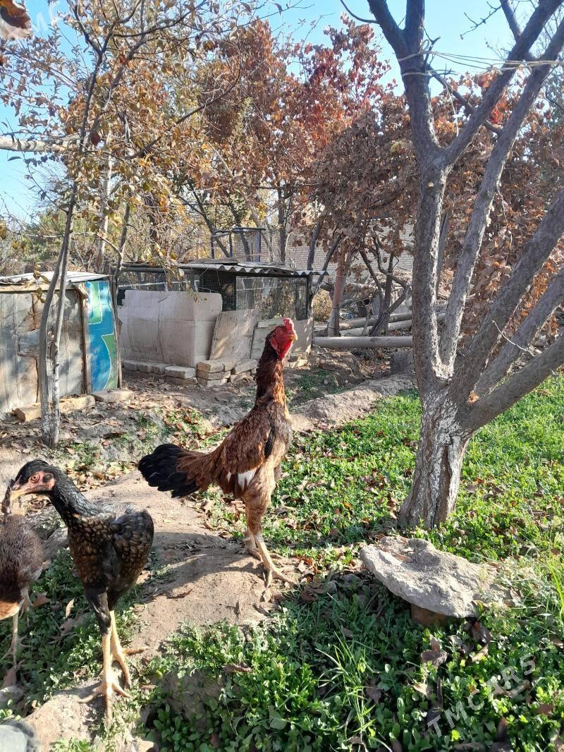 Horaz - Sakar - img 4