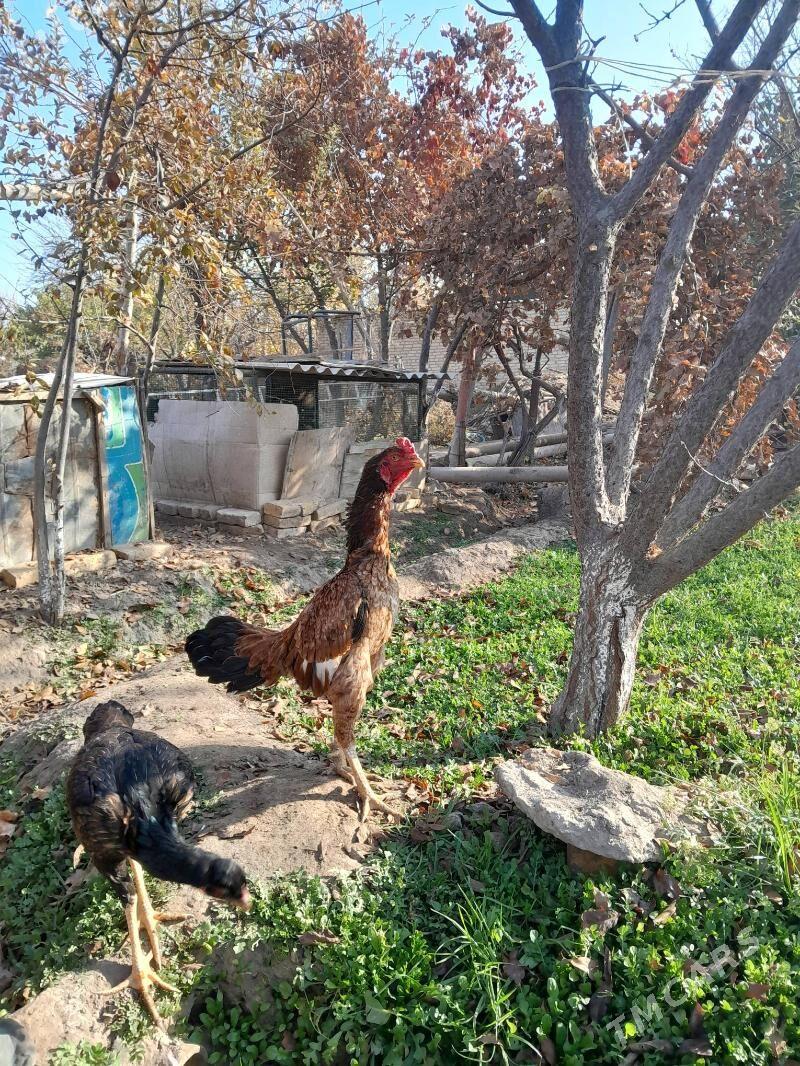 Horaz - Sakar - img 3