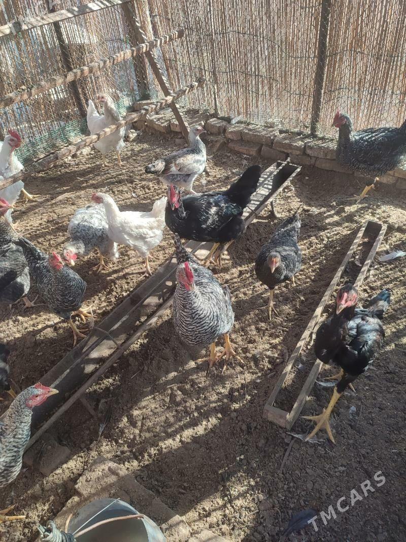 Gigant towuklar - Мары - img 6