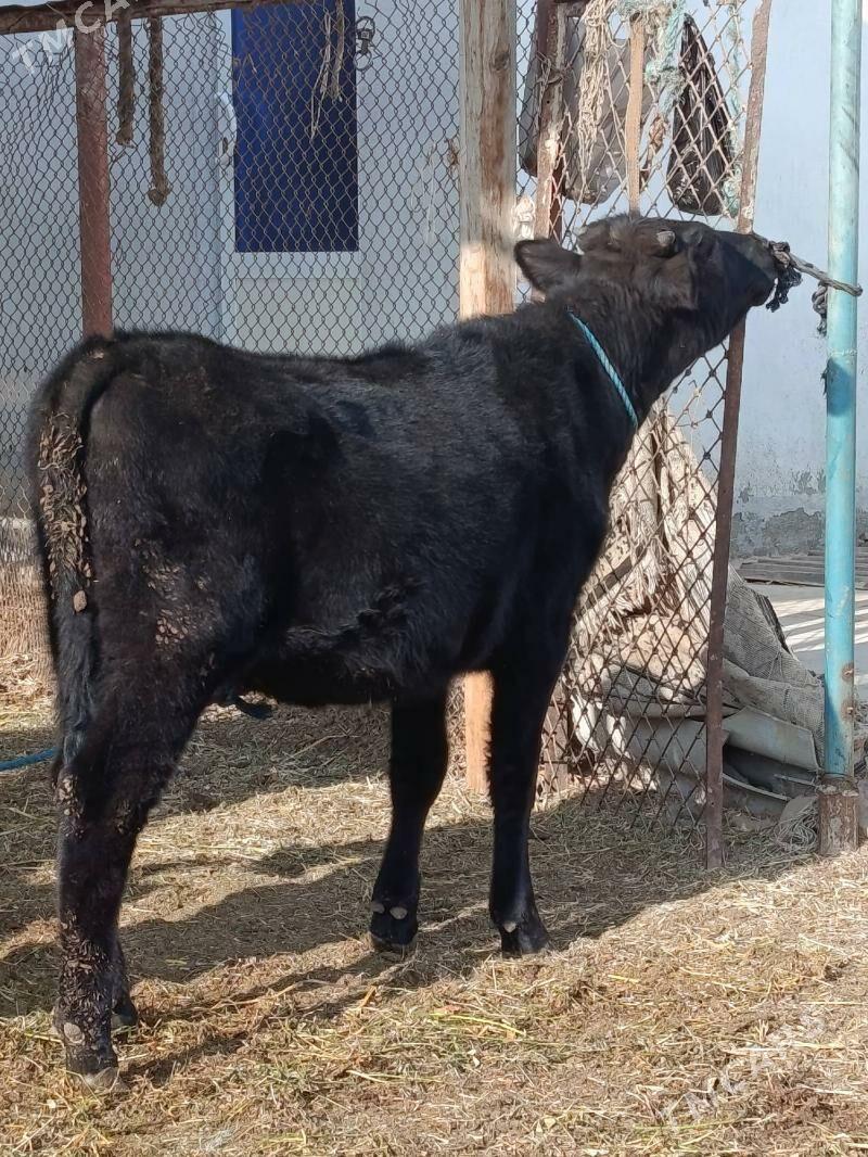 gunajyn - Туркменабат - img 2