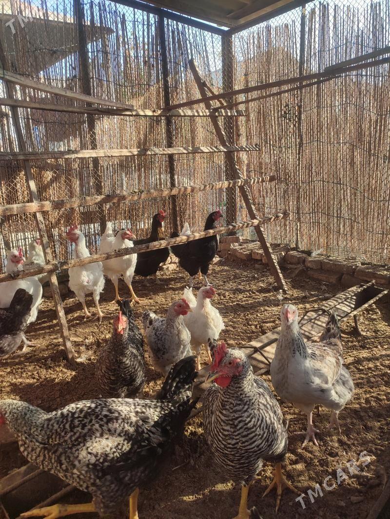 Gigant towuklar - Мары - img 3