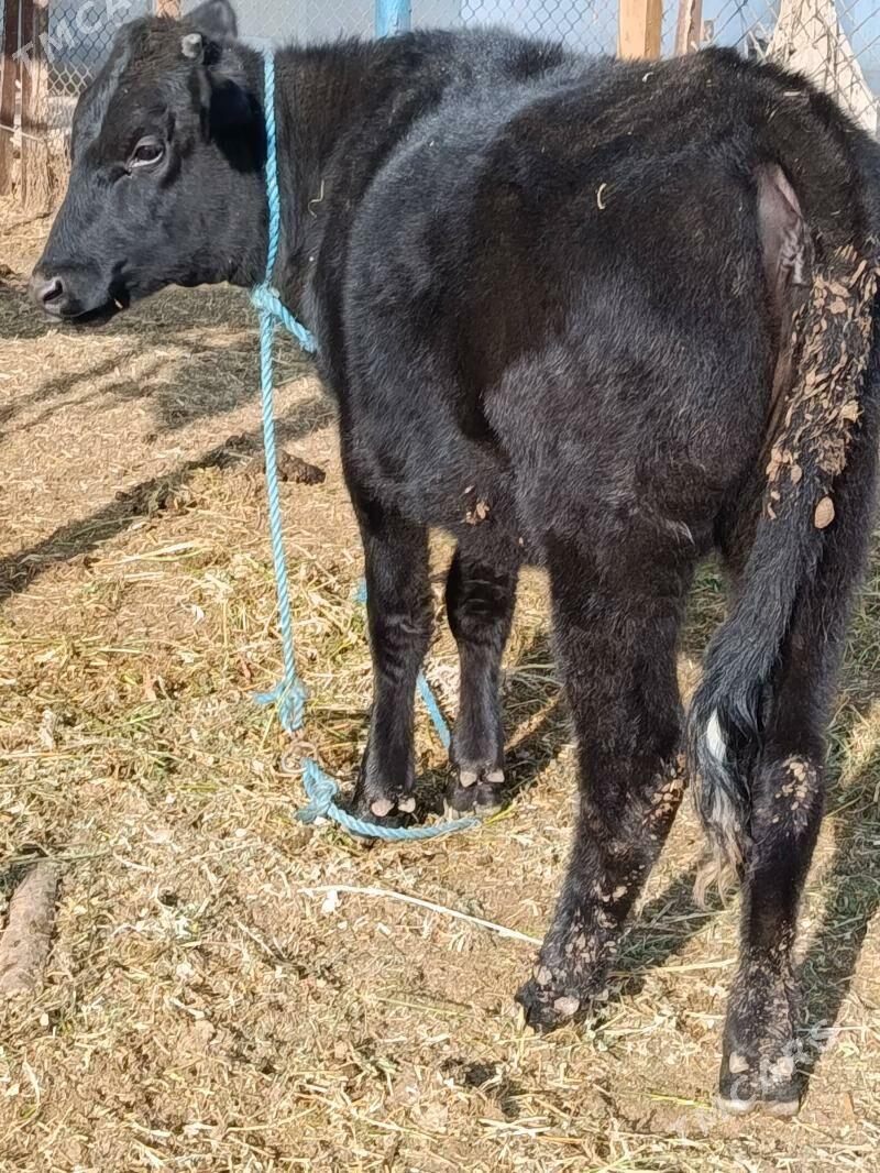 gunajyn - Туркменабат - img 4