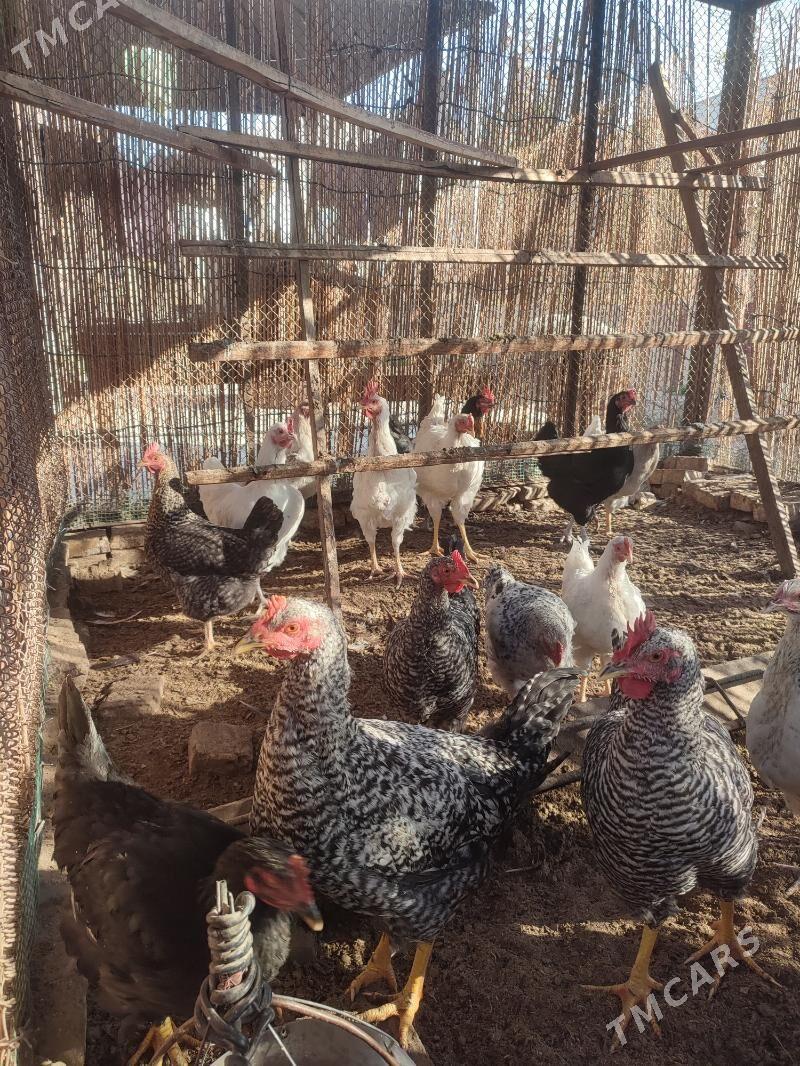 Gigant towuklar - Мары - img 4