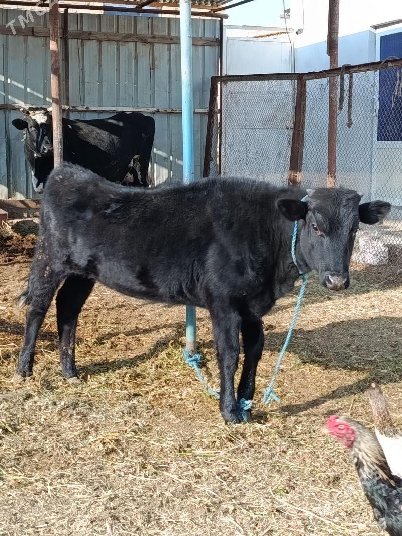 gunajyn - Туркменабат - img 3