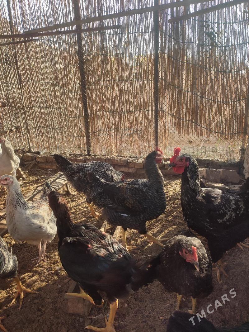 Gigant towuklar - Мары - img 2