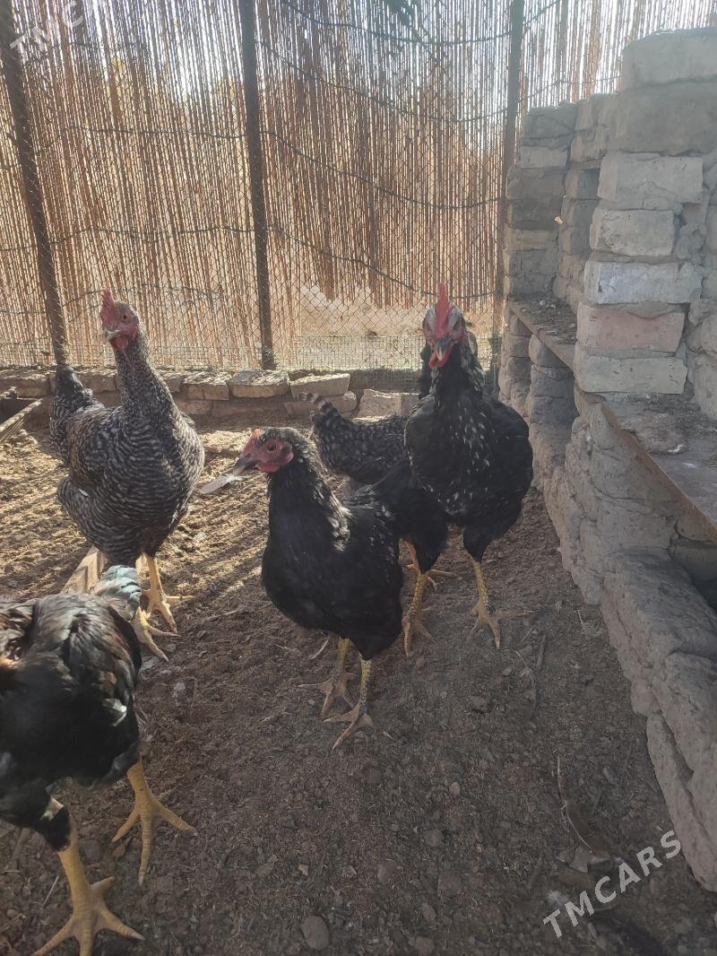 Gigant towuklar - Мары - img 5