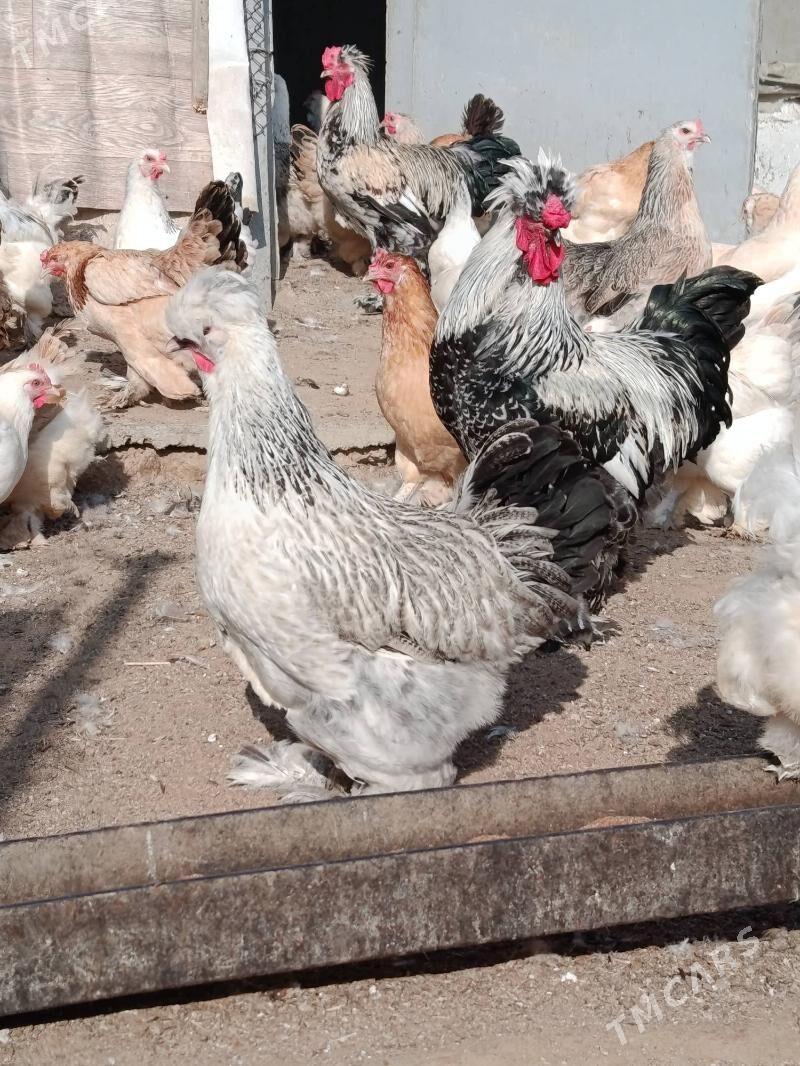 balgar juyje - Анев - img 2