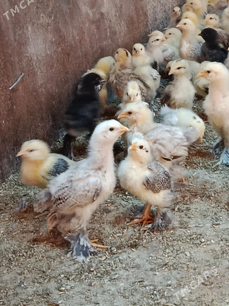 balgar juyje - Анев - img 4