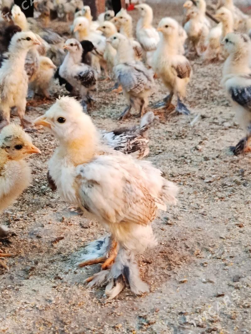 balgar juyje - Анев - img 3