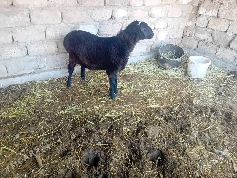 koçkar - Türkmenabat - img 2