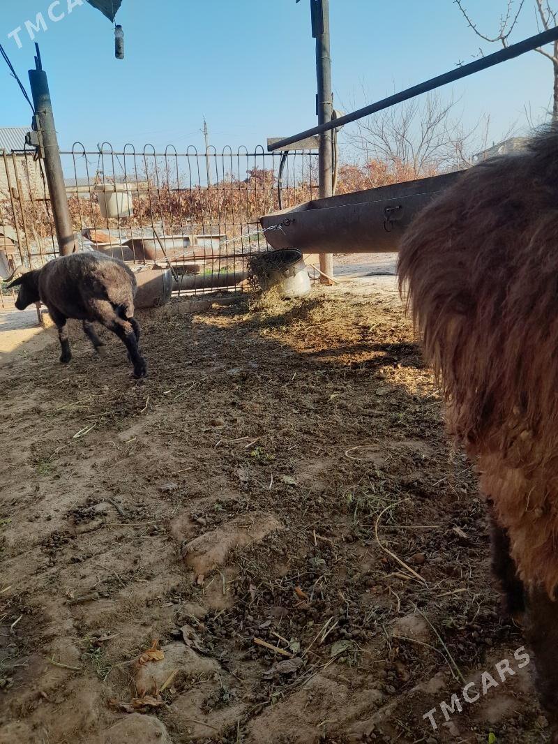 Goçkar - Türkmenabat - img 2