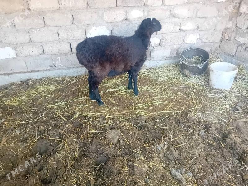 koçkar - Türkmenabat - img 1