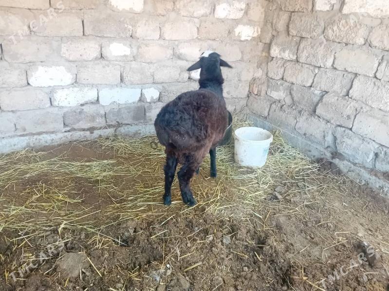 koçkar - Türkmenabat - img 3