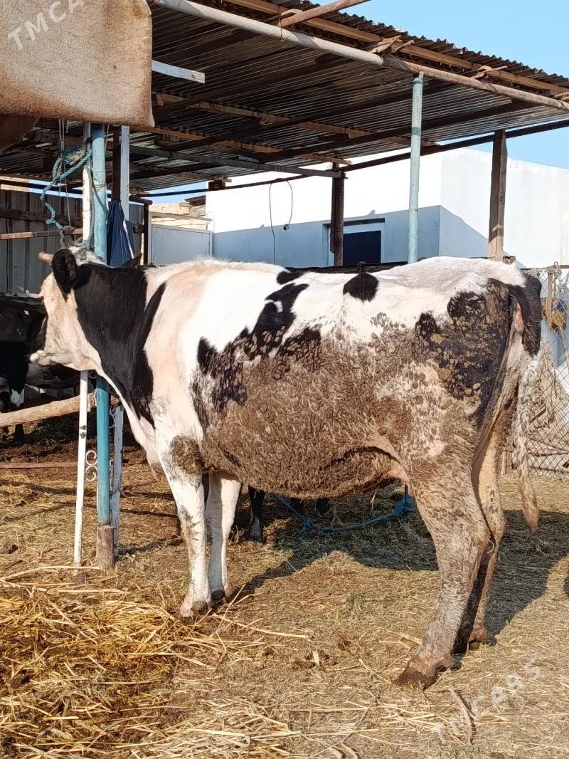 agyr. bogaz sygyr - Türkmenabat - img 2