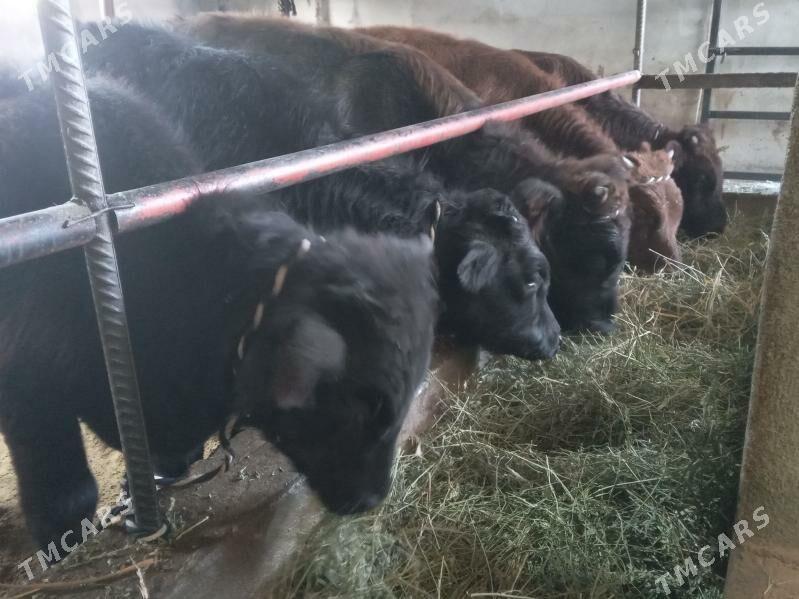 okizler - Бузмеин - img 5