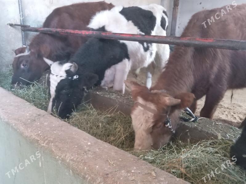 okizler - Бузмеин - img 4