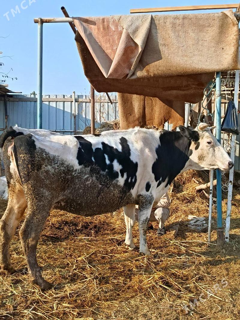 agyr. bogaz sygyr - Türkmenabat - img 4