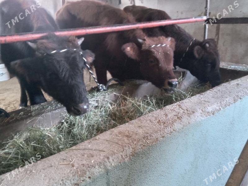 okizler - Бузмеин - img 3