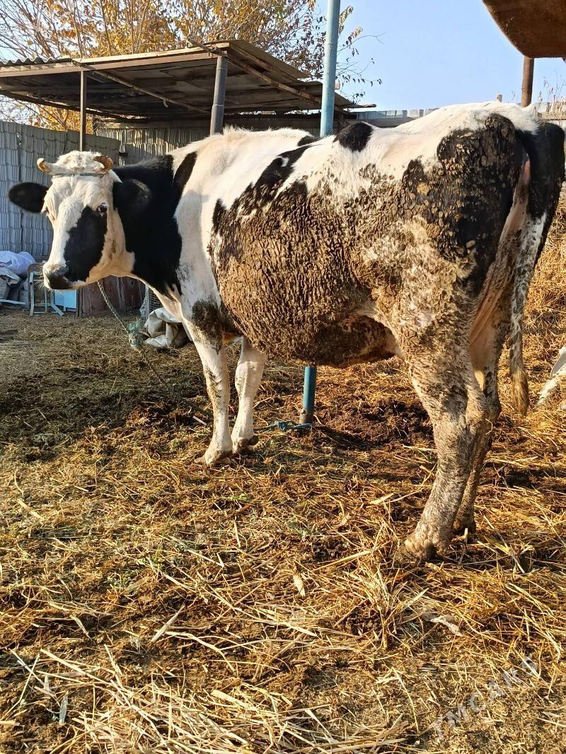 agyr. bogaz sygyr - Türkmenabat - img 5