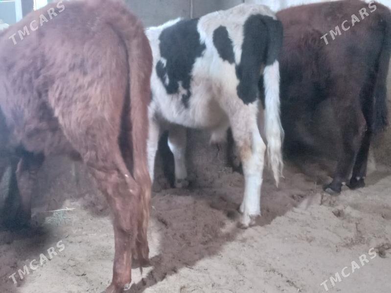 okizler - Бузмеин - img 2