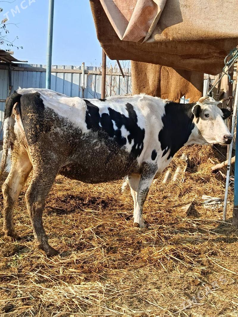 agyr. bogaz sygyr - Türkmenabat - img 3