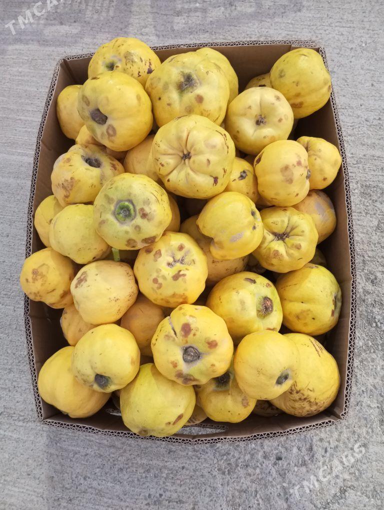 aýwa - Bäherden - img 2