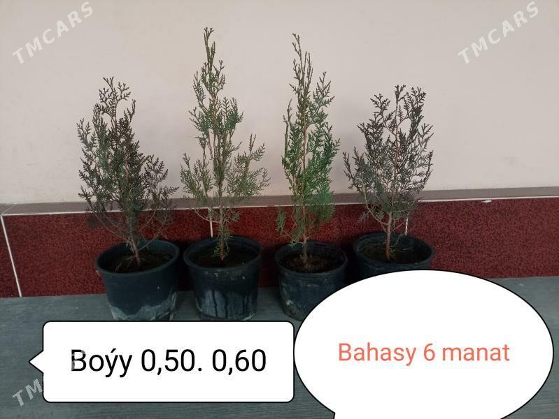 tuýa ýolka - Ашхабад - img 1