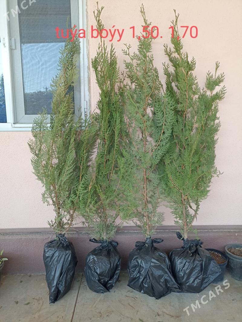 tuýa ýolka - Ашхабад - img 2