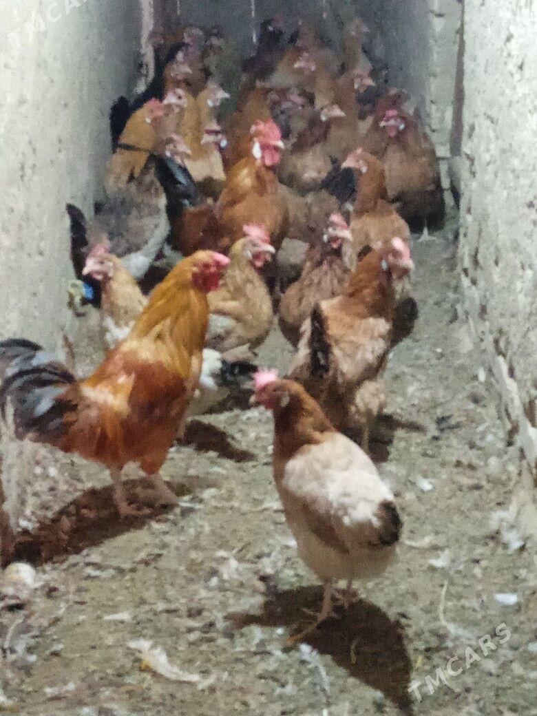 guzlayjy towuk - Тагтабазар - img 7