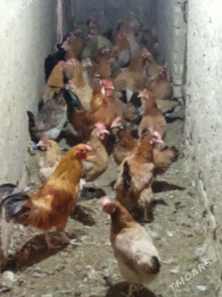 guzlayjy towuk - Тагтабазар - img 8