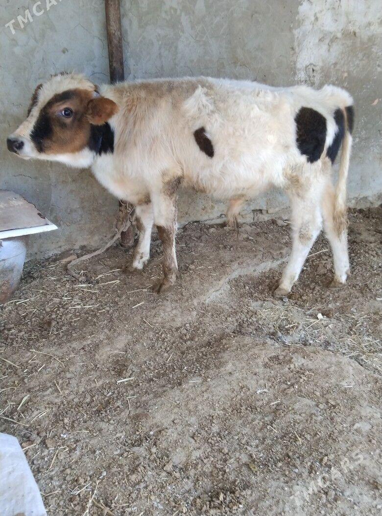 tohum öküz - Бахарден - img 2