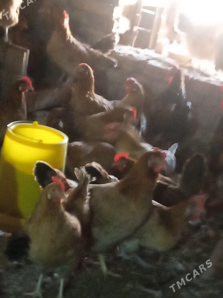 guzlayjy towuk - Тагтабазар - img 3