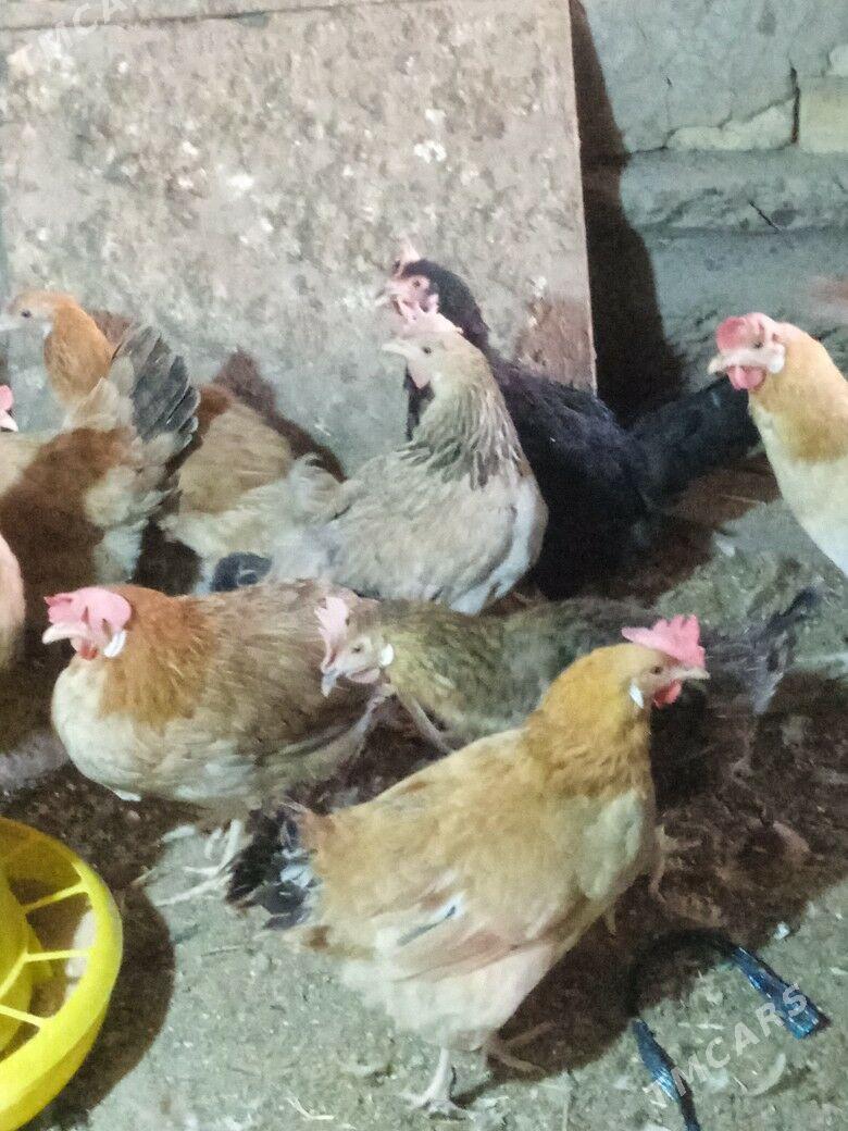 guzlayjy towuk - Тагтабазар - img 5