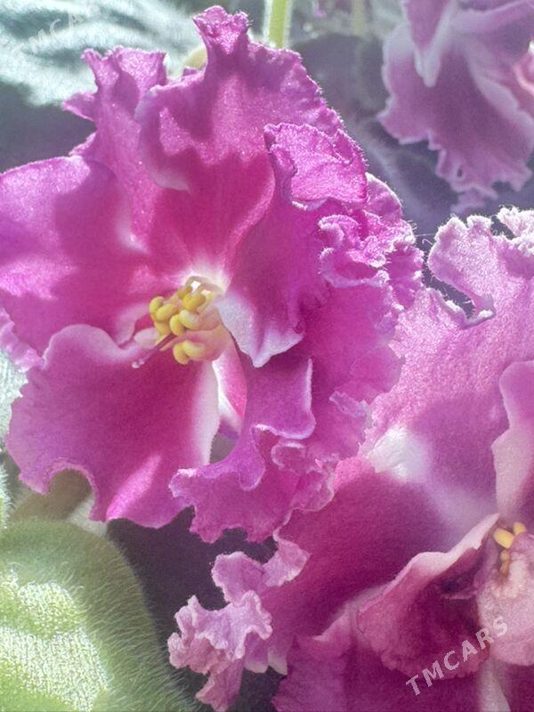 фиалки - Ашхабад - img 5