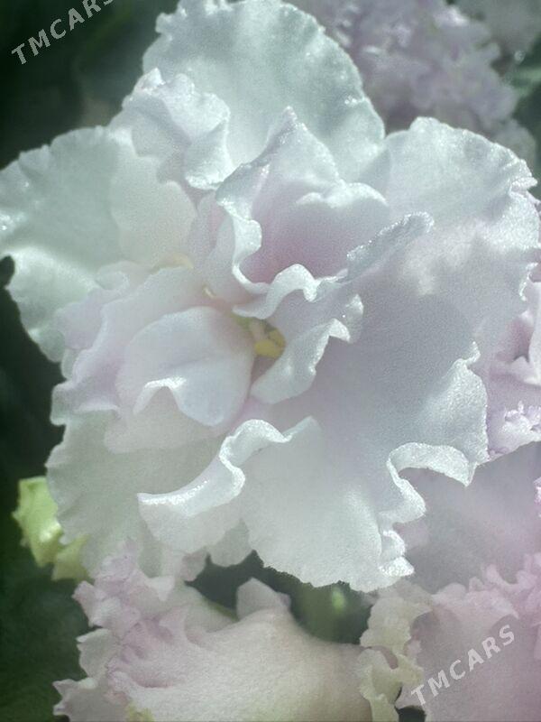 фиалки - Ашхабад - img 3