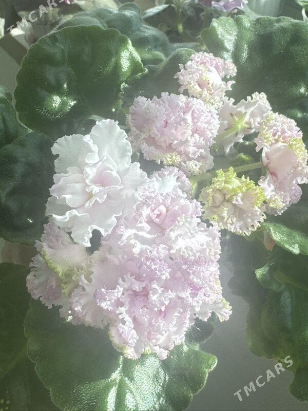 фиалки - Ашхабад - img 6