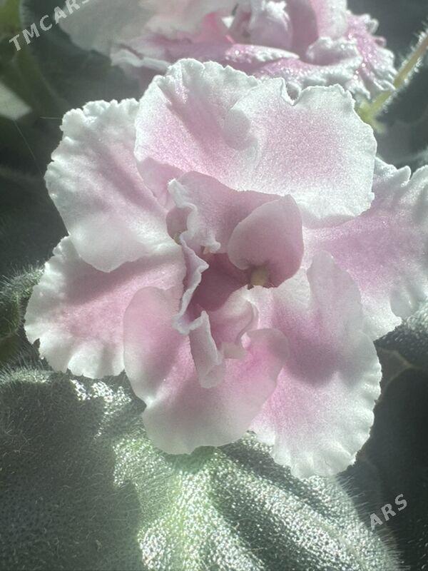 фиалки - Ашхабад - img 2