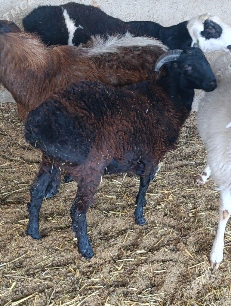 Biçilen ŷaş mallar - Bagyr - img 2